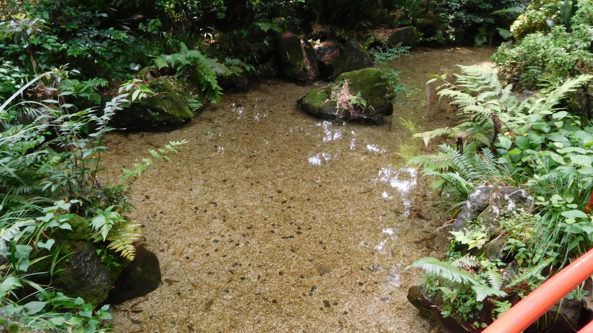 真姿の池湧水群のイメージ